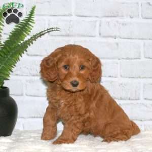 Shea, Mini Goldendoodle Puppy