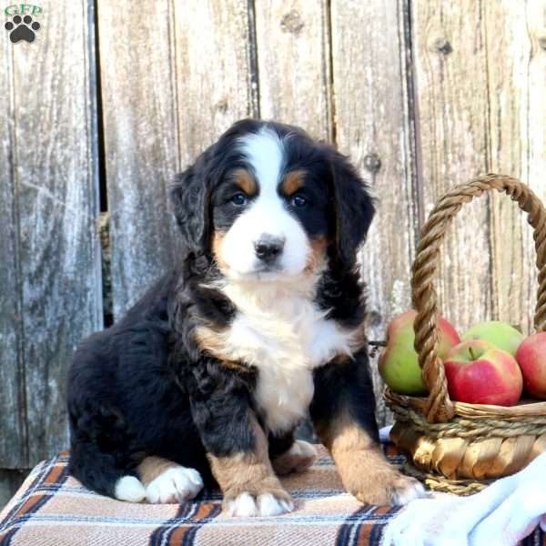 Shelley, Bernese Mountain Dog Puppy