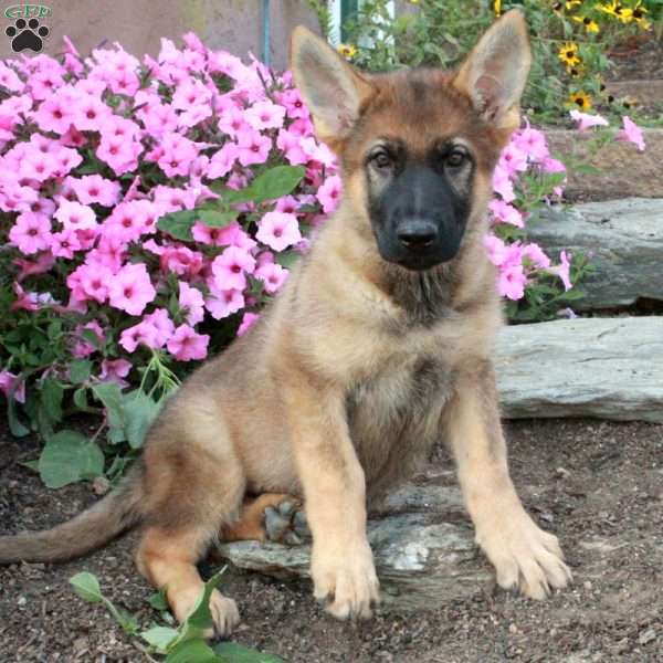 Shiloh, German Shepherd Puppy