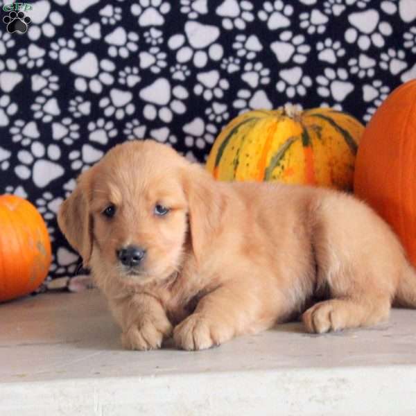 Sienna, Golden Retriever Puppy