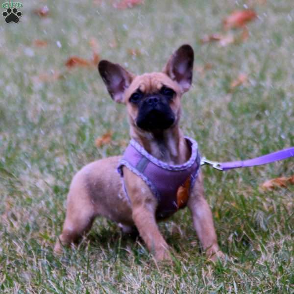 Sienna, French Bulldog Mix Puppy