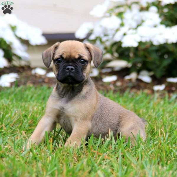 Sienna, French Bulldog Mix Puppy