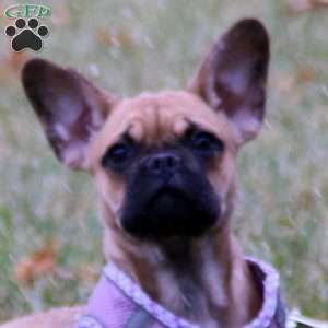 Sienna, French Bulldog Mix Puppy