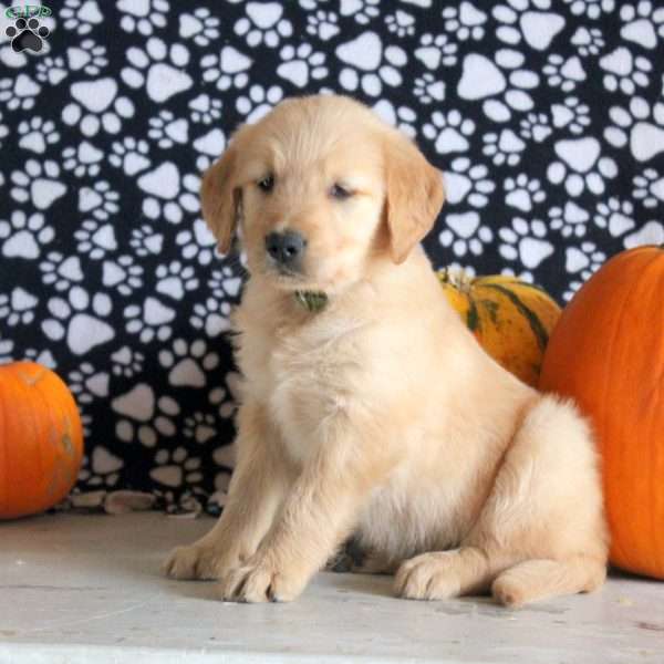 Silas, Golden Retriever Puppy