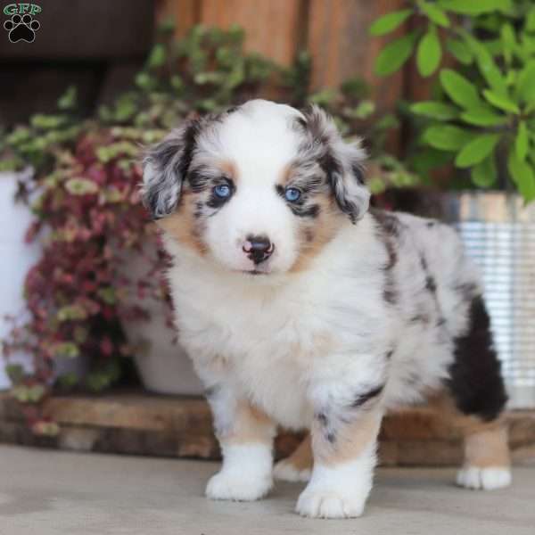 Silver, Miniature Australian Shepherd Puppy