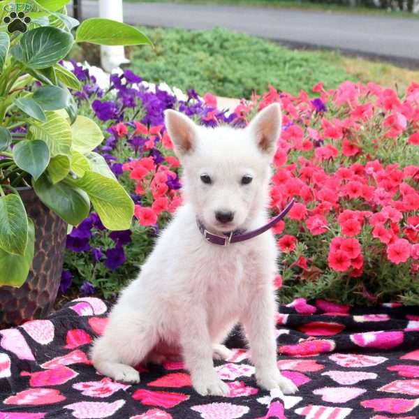 Silver, German Shepherd Puppy