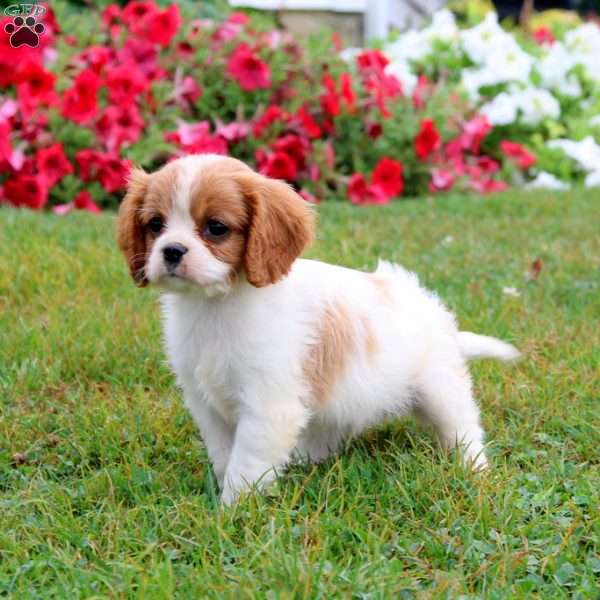 Simba, Cavalier King Charles Spaniel Puppy