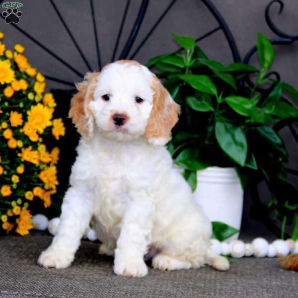 Simba, Cockapoo Puppy