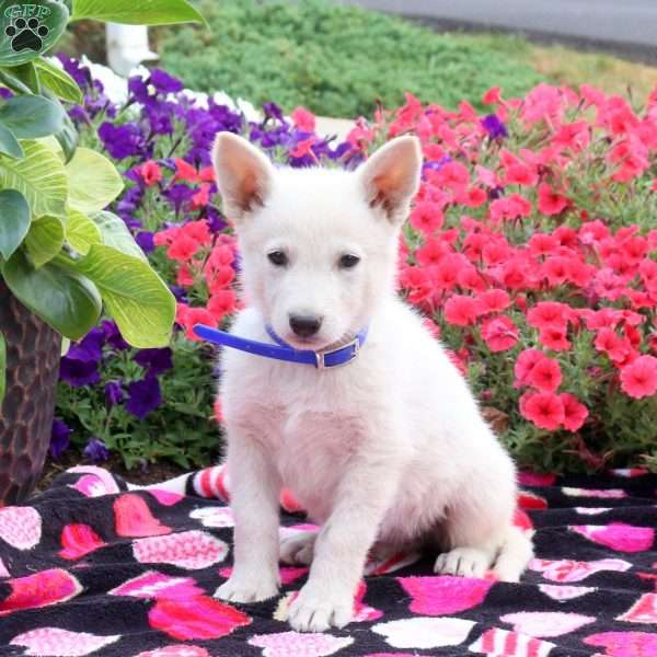 Simon, German Shepherd Puppy