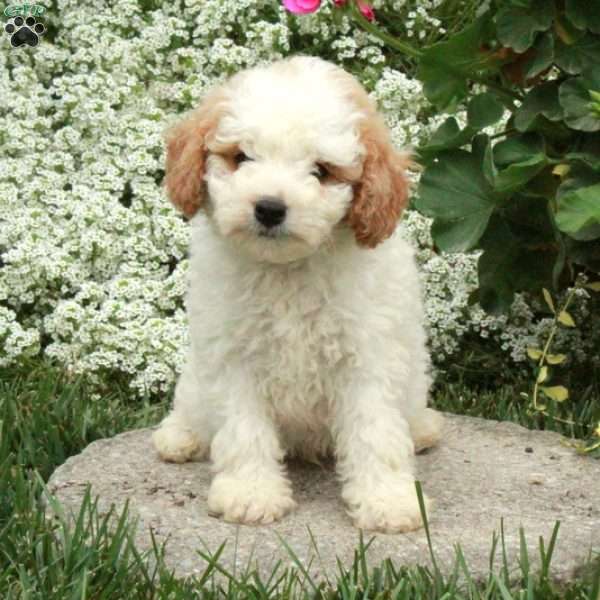 Simon, Cavapoo Puppy