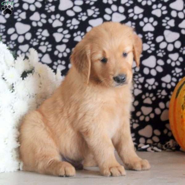 Simon, Golden Retriever Puppy