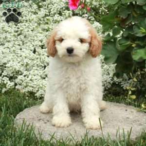 Simon, Cavapoo Puppy