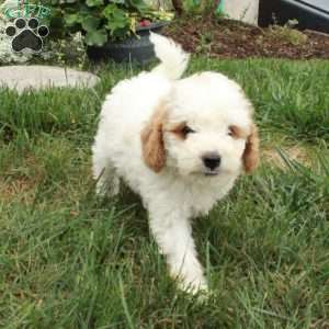 Simon, Cavapoo Puppy