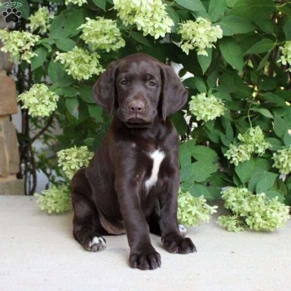 Sky, German Shorthaired Pointer Mix Puppy