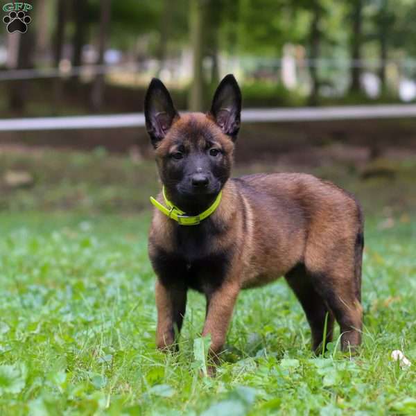 Skye, Belgian Malinois Puppy