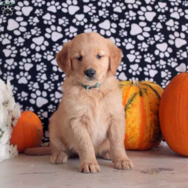 Skylar, Golden Retriever Puppy