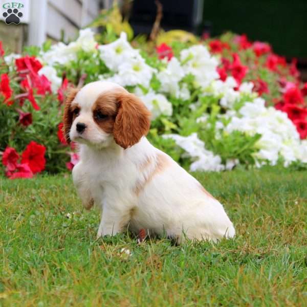 Skyler, Cavalier King Charles Spaniel Puppy