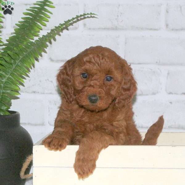 Sloan, Mini Goldendoodle Puppy