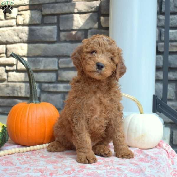 Snickers, Cavapoo Puppy