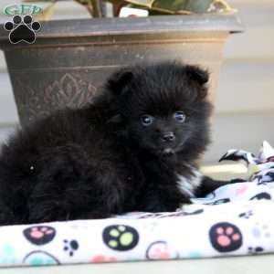 Snickers, Pomeranian Puppy