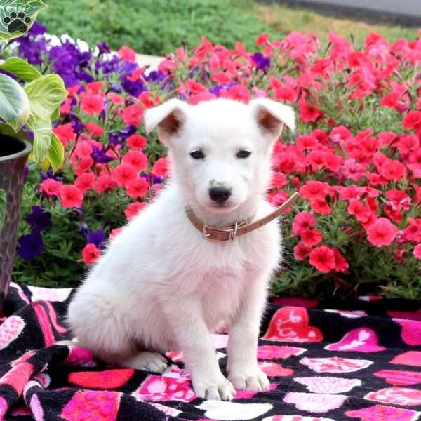 Snowball, German Shepherd Puppy