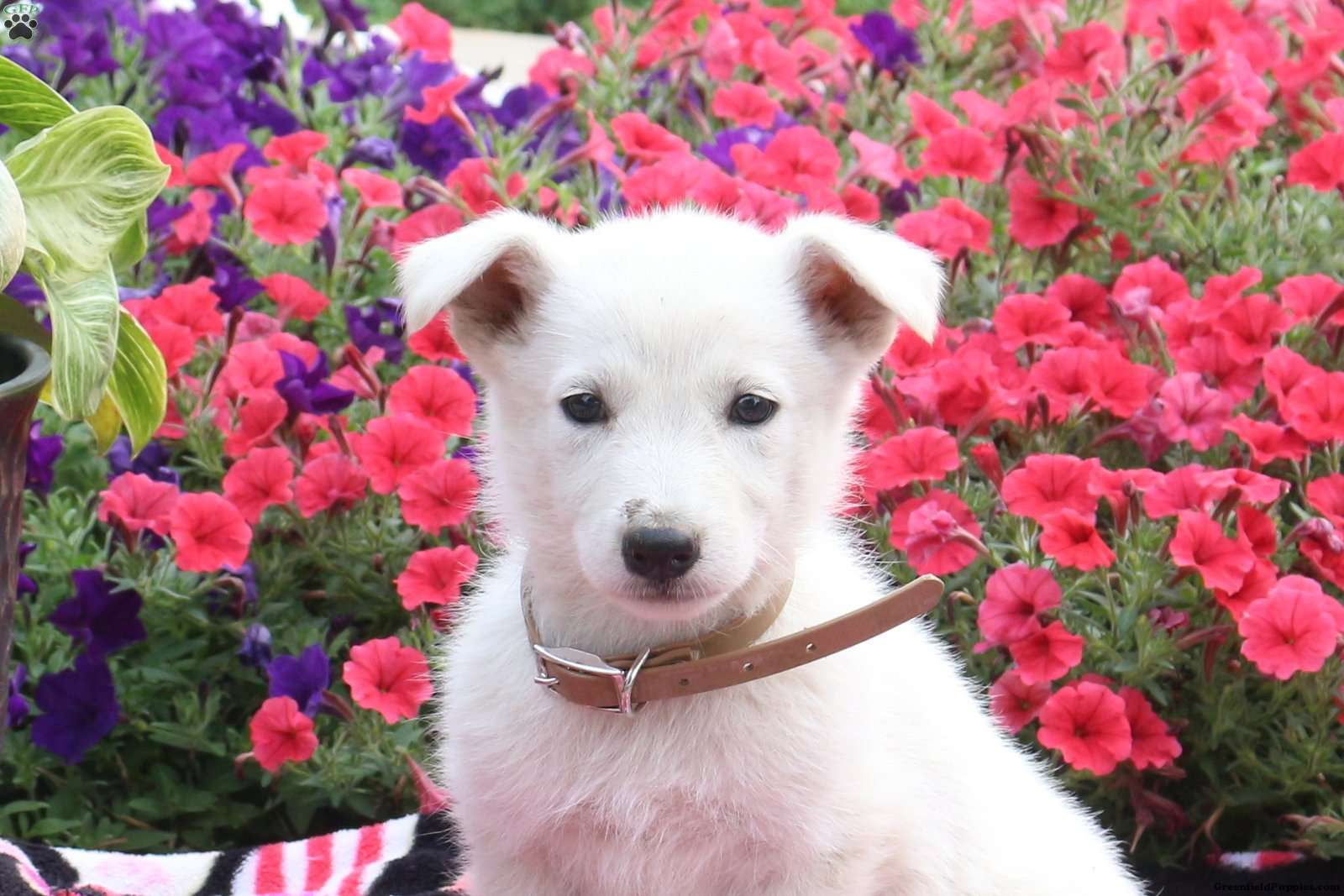 Snowball German Shepherd Puppy For Sale in Pennsylvania