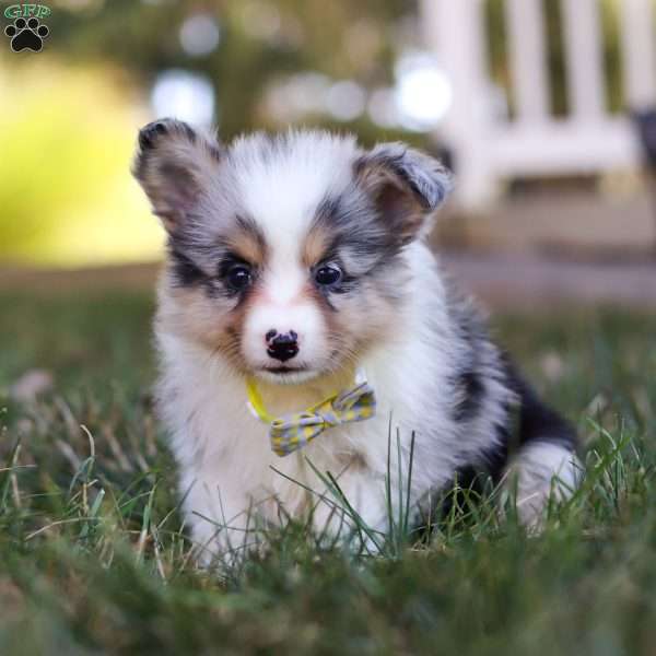 Solo, Miniature Australian Shepherd Puppy