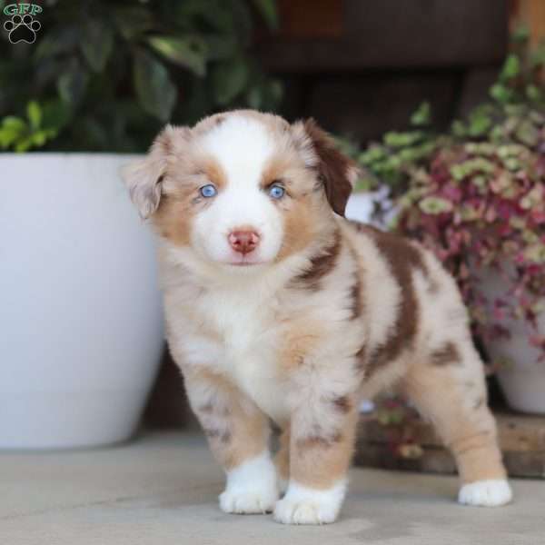 Sophia, Miniature Australian Shepherd Puppy