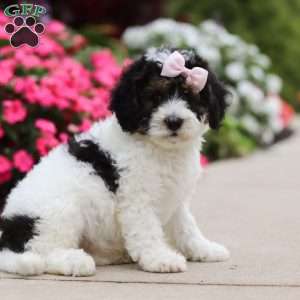 Sohpie, Mini Bernedoodle Puppy