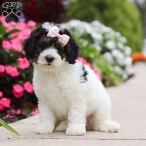 Sohpie, Mini Bernedoodle Puppy