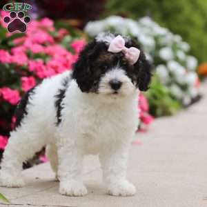 Sohpie, Mini Bernedoodle Puppy