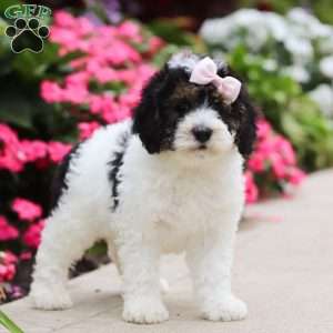 Sohpie, Mini Bernedoodle Puppy