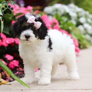 Sohpie, Mini Bernedoodle Puppy