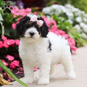 Sohpie, Mini Bernedoodle Puppy