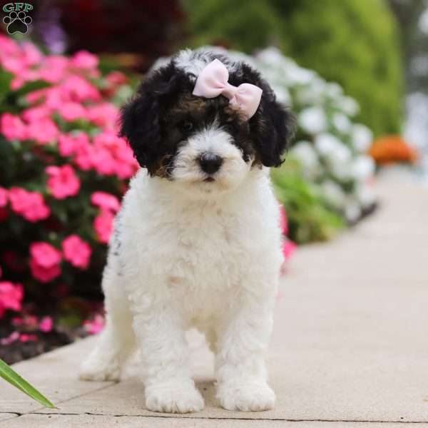 Sohpie, Mini Bernedoodle Puppy