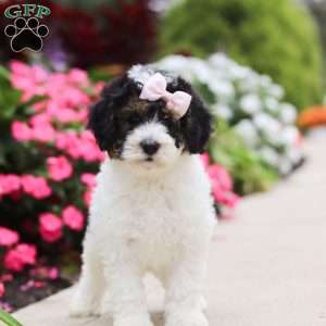 Sohpie, Mini Bernedoodle Puppy