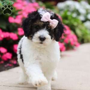 Sohpie, Mini Bernedoodle Puppy