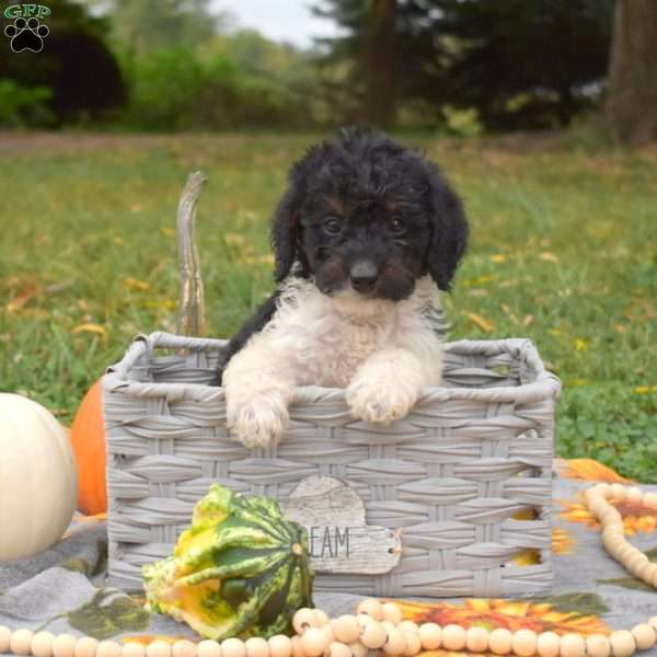 Sophie, Miniature Poodle Mix Puppy