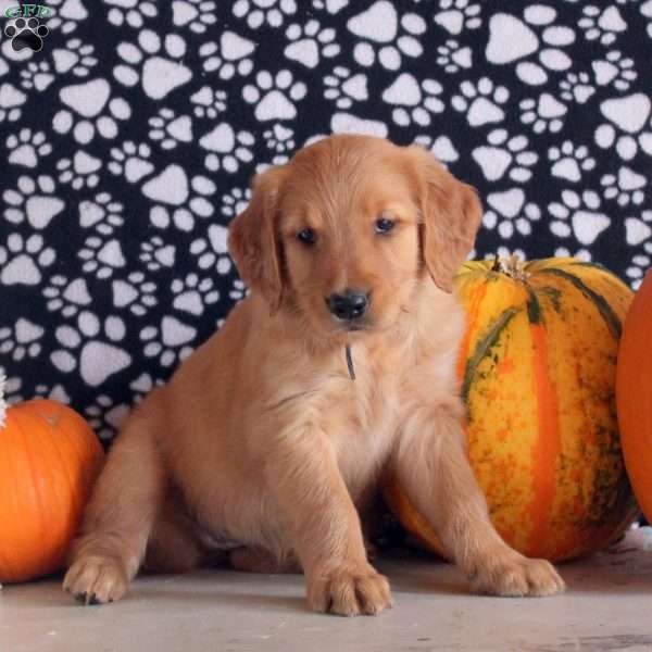 Sophie, Golden Retriever Puppy