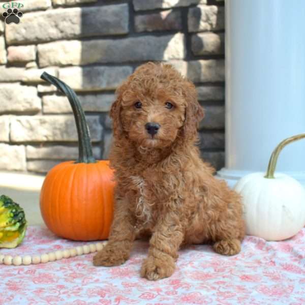 Sophie, Cavapoo Puppy