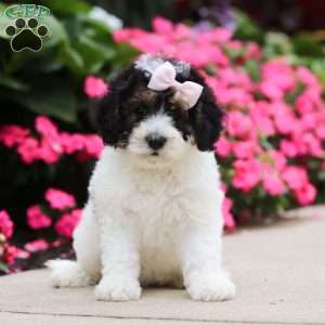 Sohpie, Mini Bernedoodle Puppy