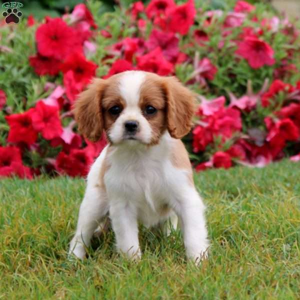 Sparkle, Cavalier King Charles Spaniel Puppy