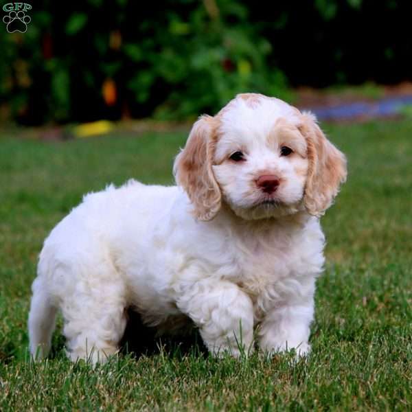 Special, Cockapoo Puppy