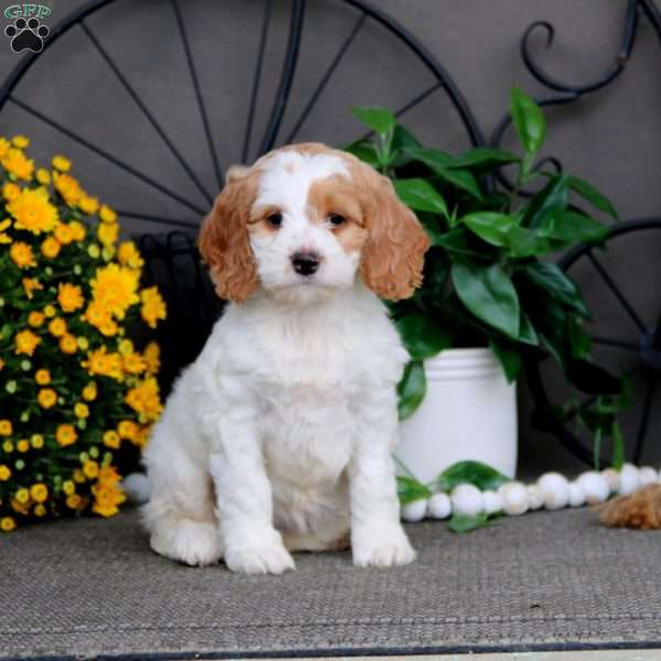 Spice, Cockapoo Puppy