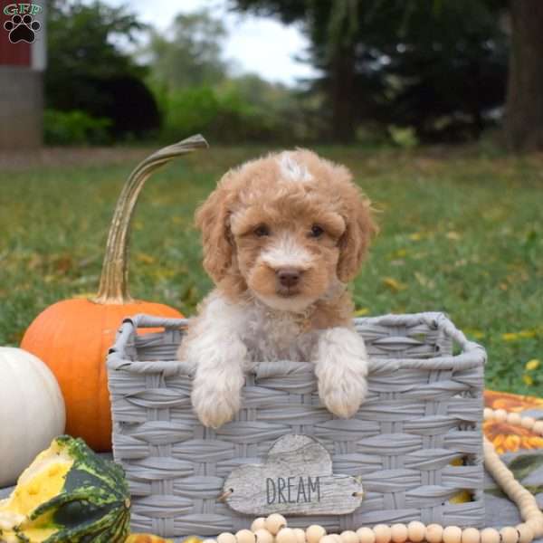 Sprout, Miniature Poodle Mix Puppy