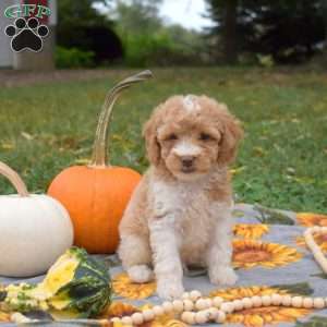 Sprout, Miniature Poodle Mix Puppy