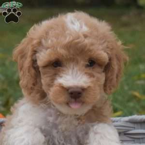 Sprout, Miniature Poodle Mix Puppy