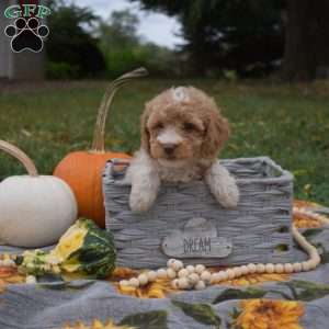 Sprout, Miniature Poodle Mix Puppy