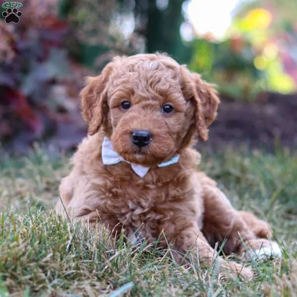 Star, Mini Goldendoodle Puppy