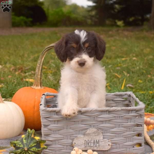 Star, Miniature Poodle Mix Puppy